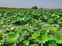 Tìm hiểu kỹ thuật trồng sen lấy gương